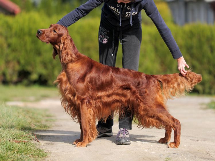 Damien DAISY RAIN Irish Red Setter