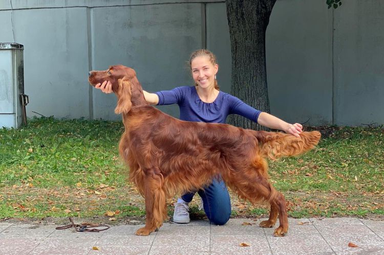Damien DAISY RAIN Irish Red Setter