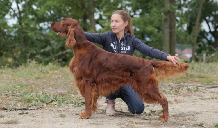 Damien DAISY RAIN Irish Red Setter