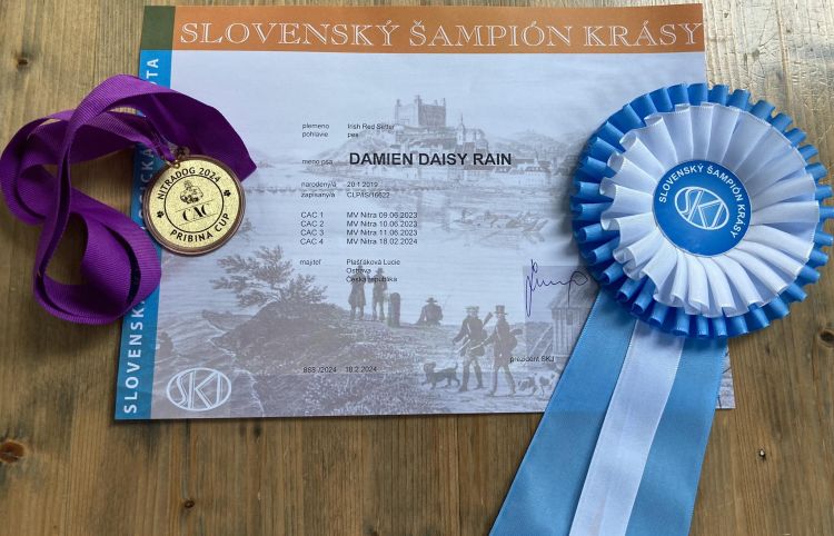 Damien DAISY RAIN Irish Red Setter