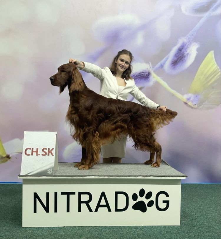 Damien DAISY RAIN Irish Red Setter