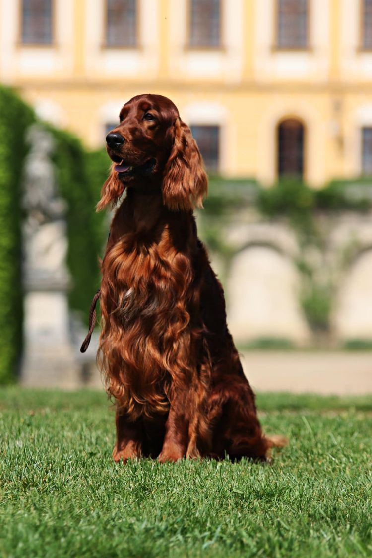 Damien DAISY RAIN Irish Red Setter