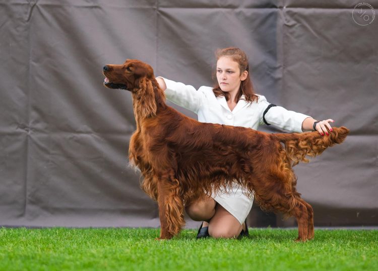 Damien DAISY RAIN Irish Red Setter