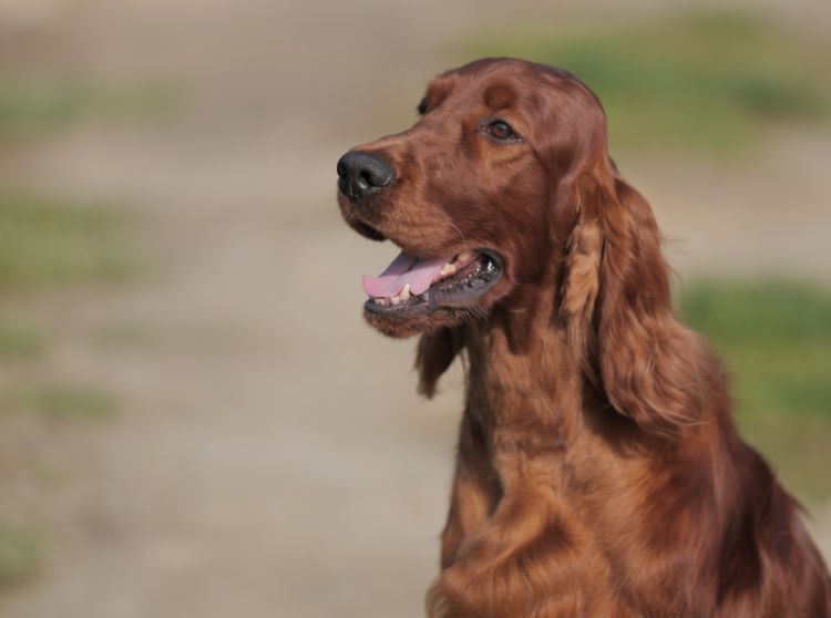 Damien DAISY RAIN Irish Red Setter