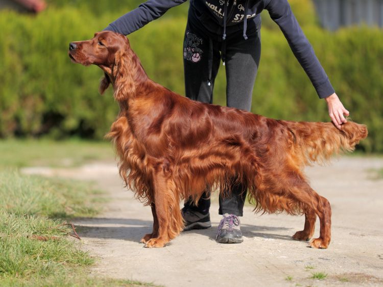 Damien DAISY RAIN Irish Red Setter