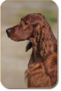 irish setter Damien Daisy Rain