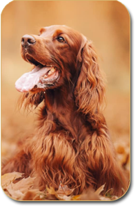 irish setter Elizabel Daisy Rain